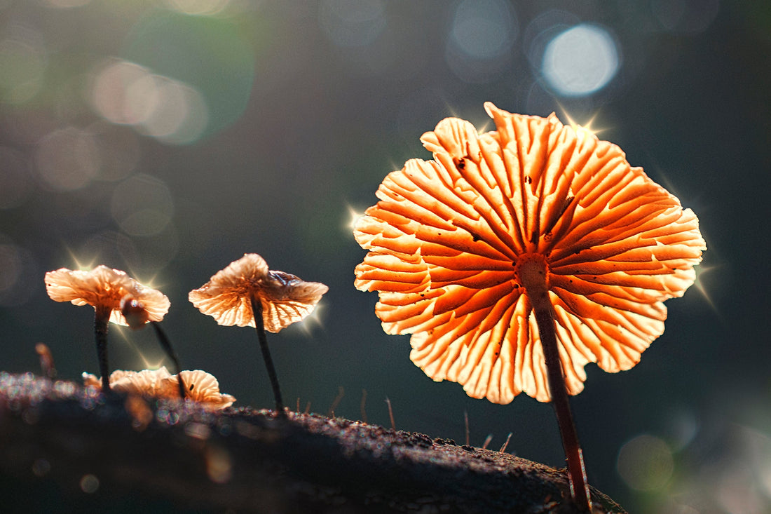 The Gut-Brain Connection: How Functional Mushrooms Work Where You Weren't Looking