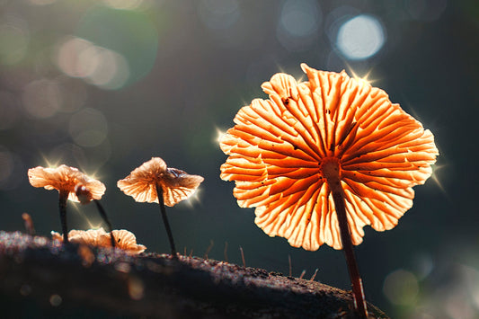 The Gut-Brain Connection: How Functional Mushrooms Work Where You Weren't Looking
